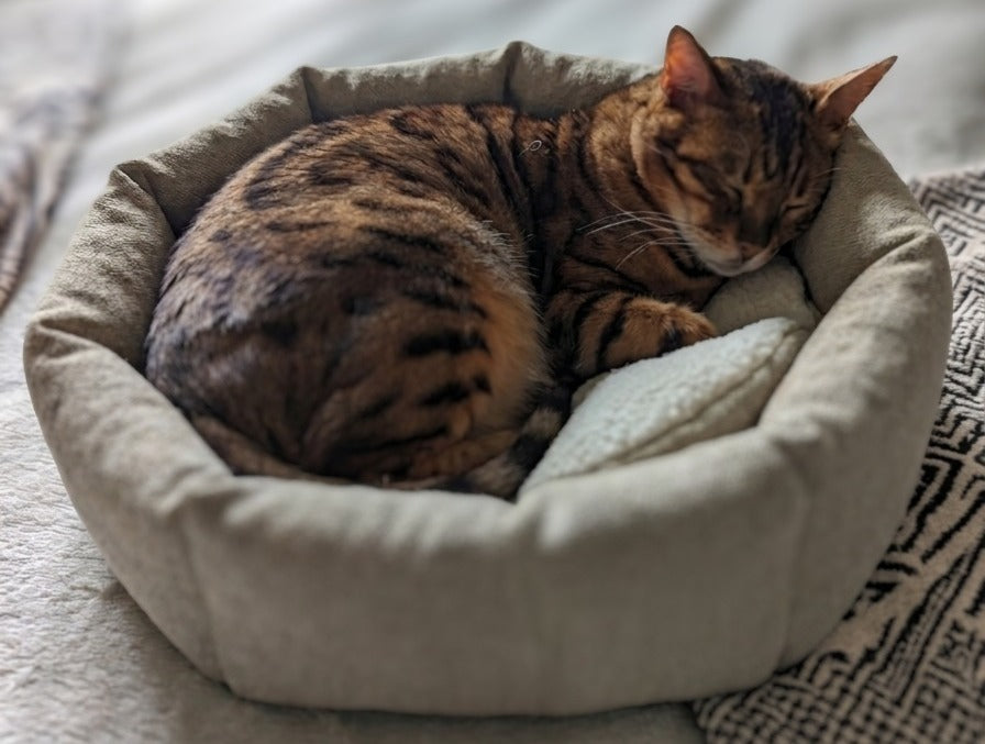 Why Hemp Pet Beds Are Better for Your Pet's Health