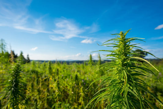 Getting to know about the Hemp plant