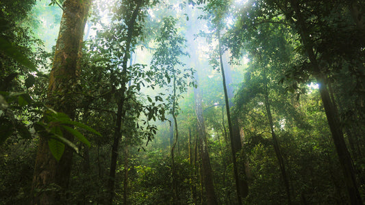“Lush green forest symbolizing reforestation and sustainable fashion’s role in protecting the planet.”