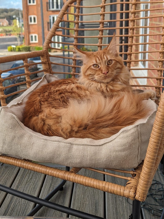 Cat in Hemp wool rectangle bed - Hemp Horizon